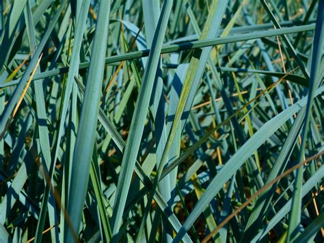 10 Great Ornamental Grasses To Grow In Containers