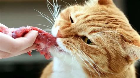 Les Chiens Et Chats Peuvent Ils Manger De La Viande Crue Voici La R Ponse