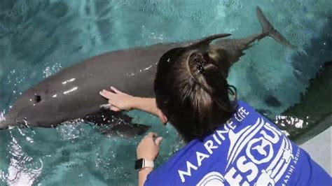 Photo By Cma Clearwater Marine Aquarium Cma Walrus Clear Water