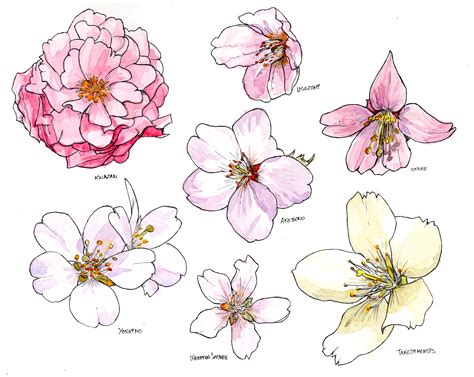 Cherry Blossom Flower Drawing At Getdrawings Free Download