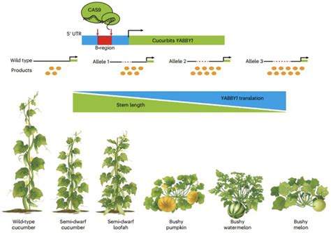 科学网—nature Plants：葫芦科作物的株型结构设计显著增加产量 郝兆东的博文