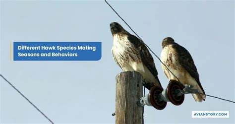 Hawk Breeding: An Insight Into Their Nesting Secrets