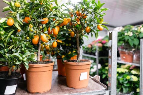 Muchas Diversas Plantas En Macetas En Tienda De Flores Centro De