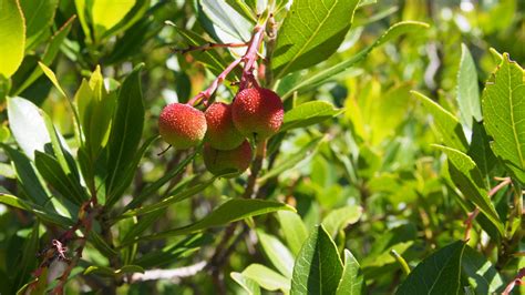 Arbutus unedo | Strawberry tree - Van den Berk Nurseries