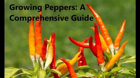 Growing Peppers A Comprehensive Guide One News Page Video