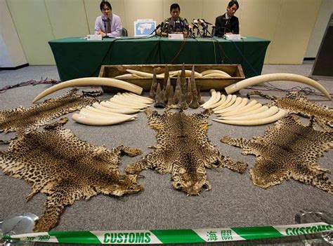 Experts Call For Hong Kong Wildlife Crime Task Force Ecohustler