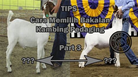 Part 3 Cara Memilih Bakalan Kambing Pedaging Biar Makin Untung