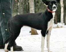 Eurohound (Husky X Pointer Mix) Dog Breed Info, Sled Racing, Pictures