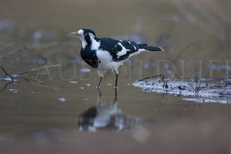 Pee Wee Mudlark Magpie Lark Female Grallina Cyanoleuca Flickr