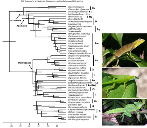 New Multilocus Phylogeny Confirms That Polychrus Is Not Sister To