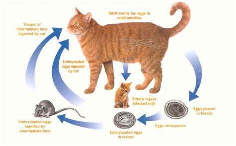 Symptoms Of Roundworms In Cats