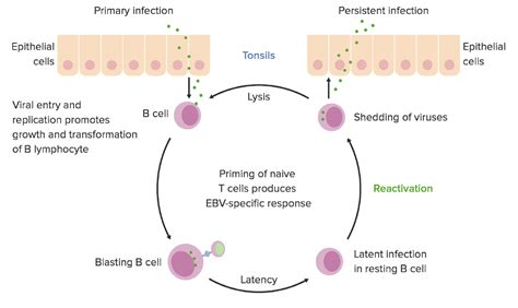 Virus De Epstein Barr Concise Medical Knowledge