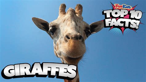 Top 10 Facts About Giraffes! - Fun Kids - the UK's children's radio station