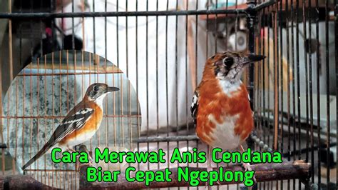 Cara Merawat Anis Cendana Biar Cepat Ngeplong Youtube