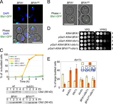 Kin Phosphorylation Sites Of Bfa Are Essential For Spoc Function Spb