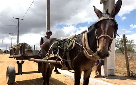 Secretaria quer emplacar e cadastrar carroças de tração animal em