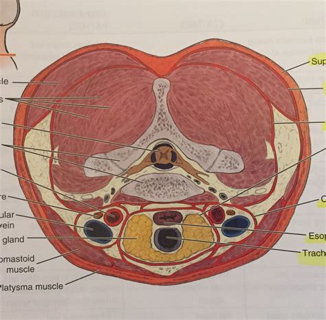 Transverse Section Of The Neck Figure Diagram Quizlet