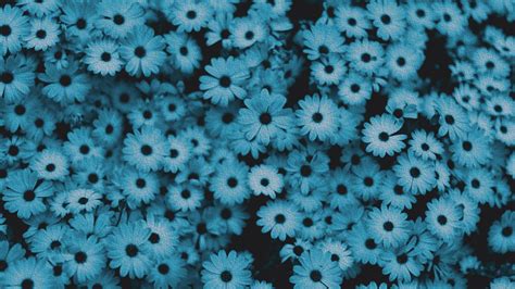 Blue Flower Aesthetic Desktop Wallpapers on WallpaperDog