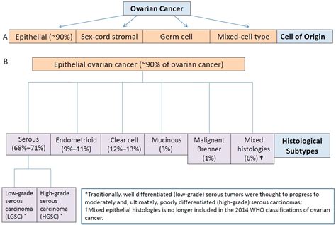 Ijms Free Full Text Molecular Characterization Of Epithelial