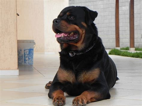 Filhote Rottweiler Alemão 60 Dias R 1 000 00 em Mercado Livre