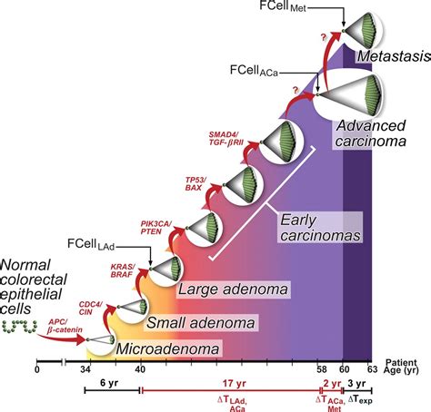 Comparative Lesion Sequencing Provides Insights Into Tumor Evolution Pnas