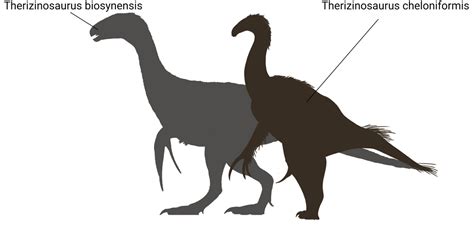 Therizinosaurus (comparison with Biosyn species on next slide) : r ...