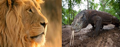 Can a lion beat a Komodo Dragon? – ouestny.com