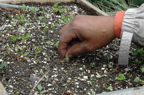 Sabía Que Reforestar No Se Trata Solo De Plantar Un árbol Aquí Algunas