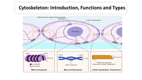 Cytoskeleton Function