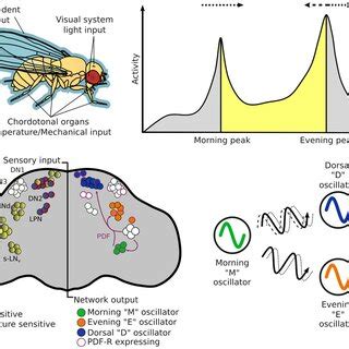 The Circadian System Of Drosophila Melanogaster From Input Stimulus To