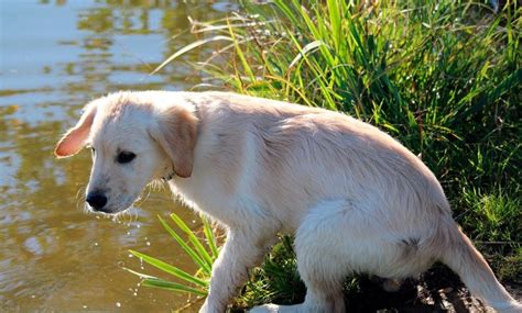 Giardia Sp En Perros Contagio S Ntomas Y Tratamiento