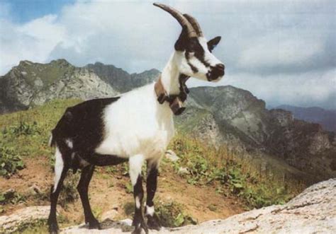 Italian Breeds Of Goats Fasana O Colombina