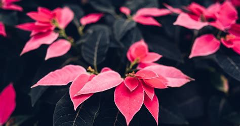 Cómo Cuidar La Flor De Pascua Para Que Viva Más Allá De La Navidad