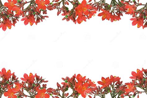 Red Floral Design Border Stock Image Image Of Beautiful 15937167