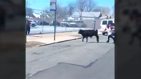 Lucky cow evades slaughterhouse butchers in streets of Brooklyn, NY