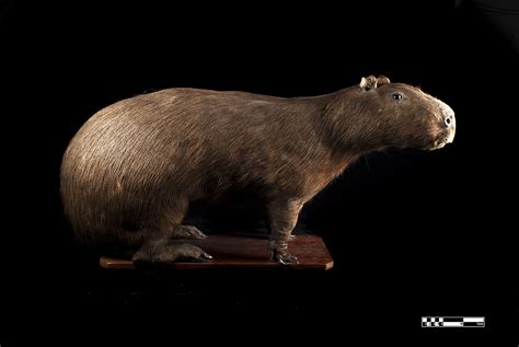 Tập Tintaxidermy Specimen Of Capybara Hydrochoerus Hydrochaeris