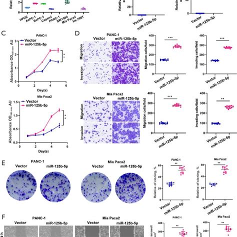 Mir 125b 5p Promotes Pancreatic Cancer Proliferation Migration And Download Scientific