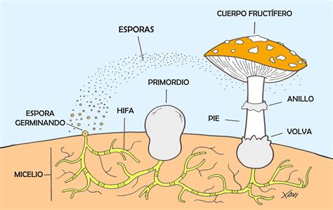 Reproducci N Sexual De Los Hongos Fitopat Genos