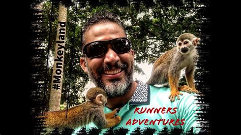 Vida De Monos Aventura Nica En Monkeyland Youtube