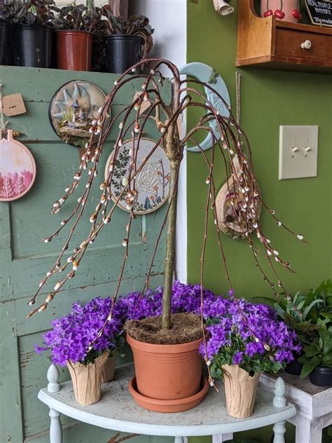 Weeping Pussy Willow Life Is Succulent