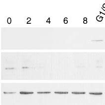 Coimmunofluorescence Analysis Of Myod Myf And Myogenin Reveal Two