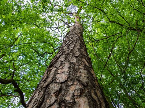 Arbre Aboyer Branches Photo Gratuite Sur Pixabay Pixabay