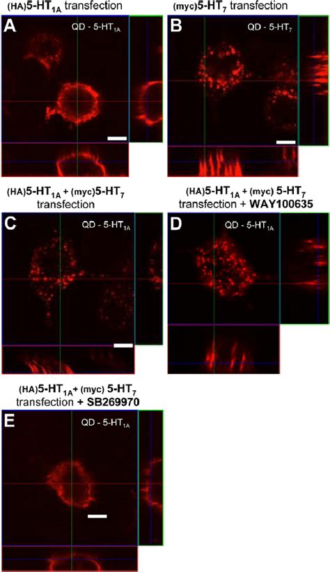 Analysis Of Receptor Internalization By Confocal Microscopy To Verify