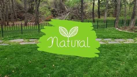 Organic Lawn Weed Killer A Safe Effective Solution
