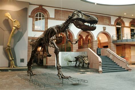 Senckenberg Naturmuseum – Goldener Engel Heppenheim