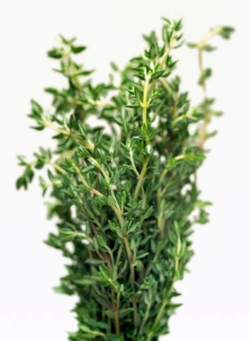 Специя тимьян, чабрец