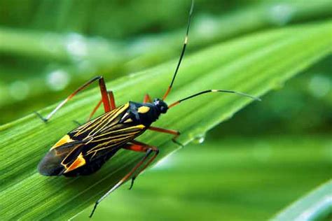 Chinch Bug Treatment Options In Florida Mccall Service