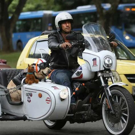 Motorbike Sidecar Dog Informacionpublicasvetgobgt