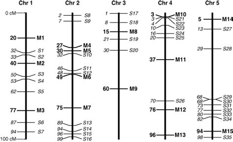 Chromosomal Positions Of Simulated Qtl Each Simulated Chromosome Chr