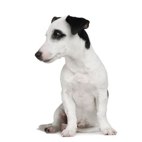 Jack Russell Terrier Png Zdj Cia Darmowe Pobieranie Na Freepik